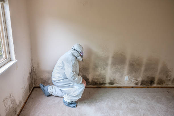 Mold Removal and Inspection in East Chicago, IN