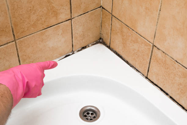 Best Black Mold Removal  in East Chicago, IN